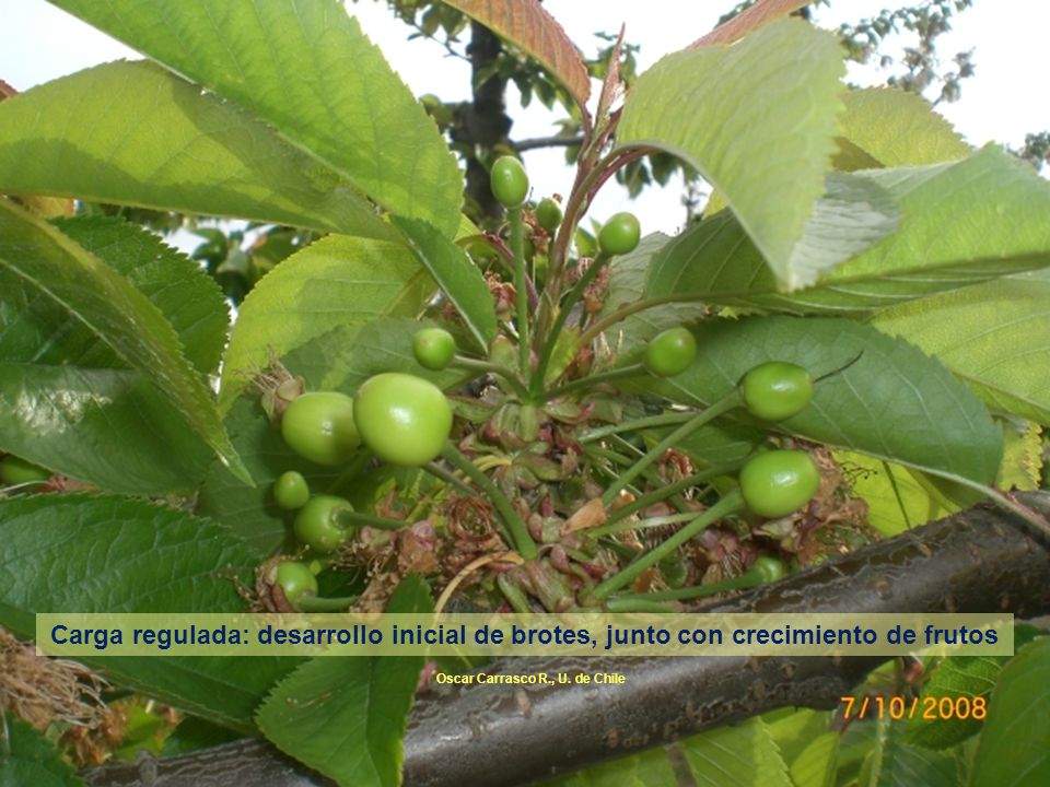 Carga regulada: desarrollo inicial de brotes, junto con crecimiento de frutos