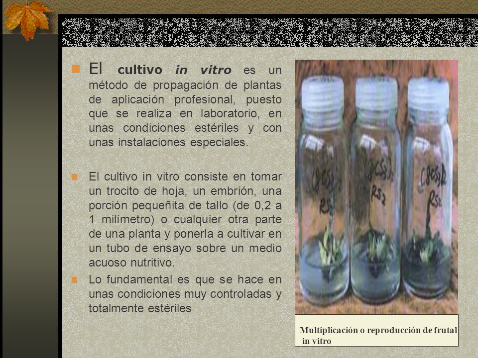 El cultivo in vitro es un método de propagación de plantas de aplicación profesional, puesto que se realiza en laboratorio, en unas condiciones estériles y con unas instalaciones especiales.