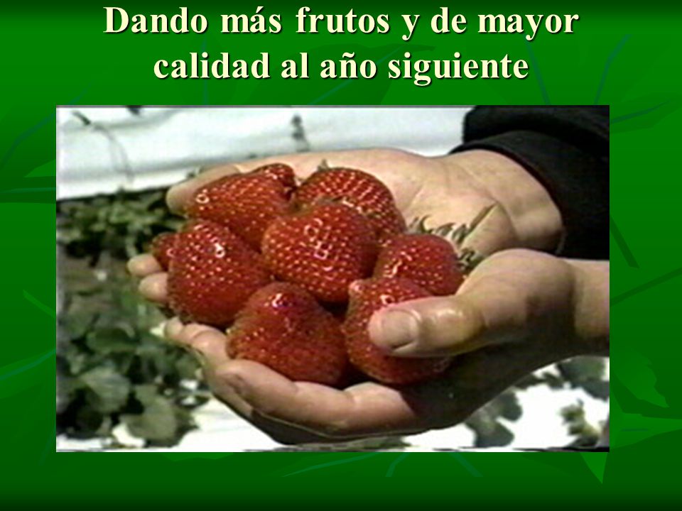 Dando más frutos y de mayor calidad al año siguiente