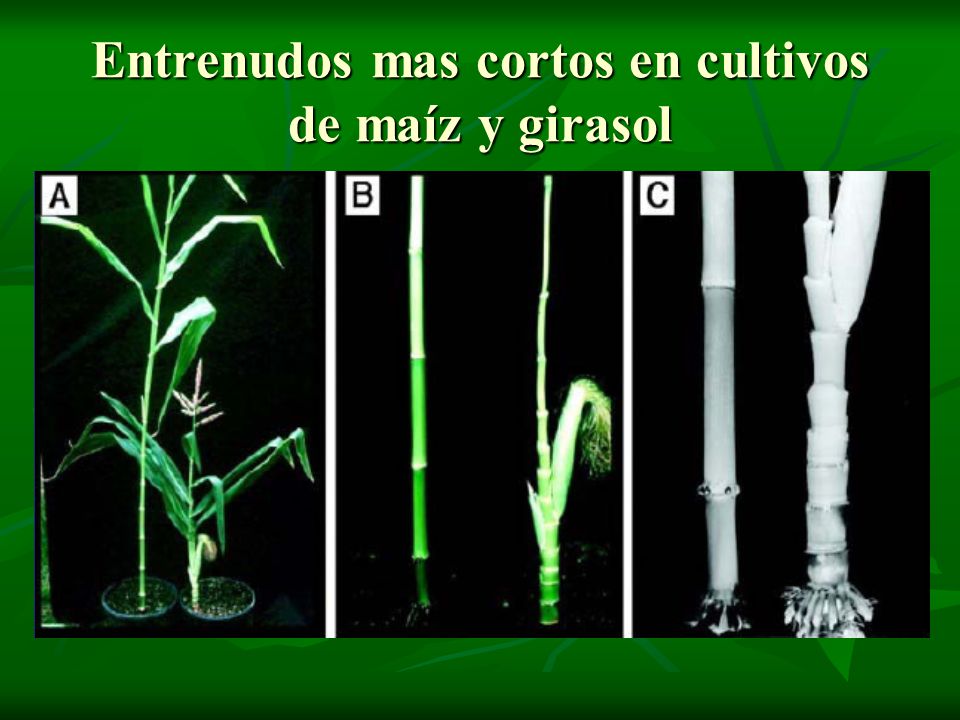 Entrenudos mas cortos en cultivos de maíz y girasol