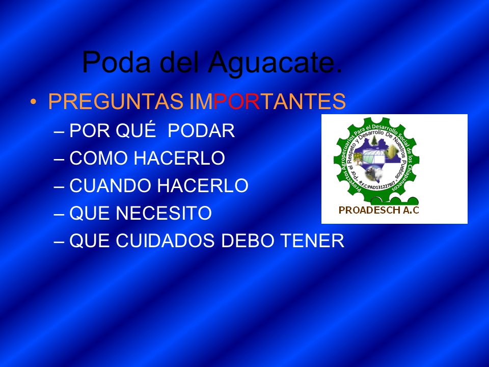 Poda del Aguacate. PREGUNTAS IMPORTANTES POR QUÉ PODAR COMO HACERLO