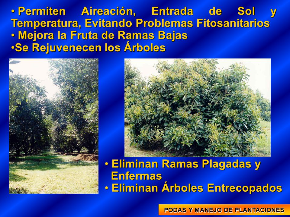 PODAS Y MANEJO DE PLANTACIONES