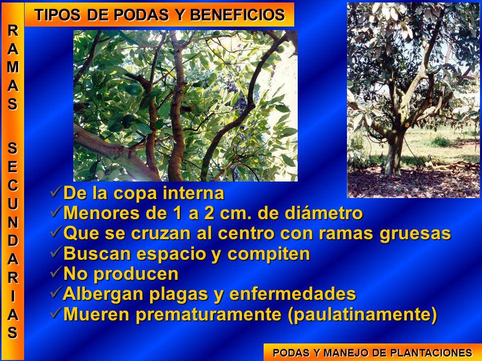 TIPOS DE PODAS Y BENEFICIOS PODAS Y MANEJO DE PLANTACIONES