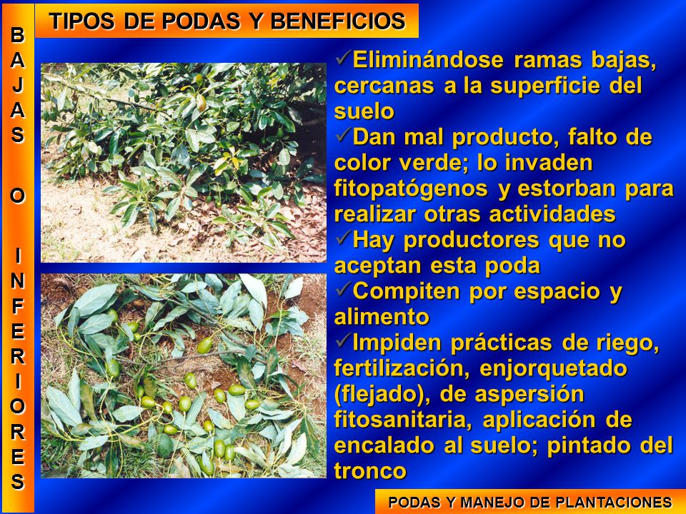 TIPOS DE PODAS Y BENEFICIOS PODAS Y MANEJO DE PLANTACIONES