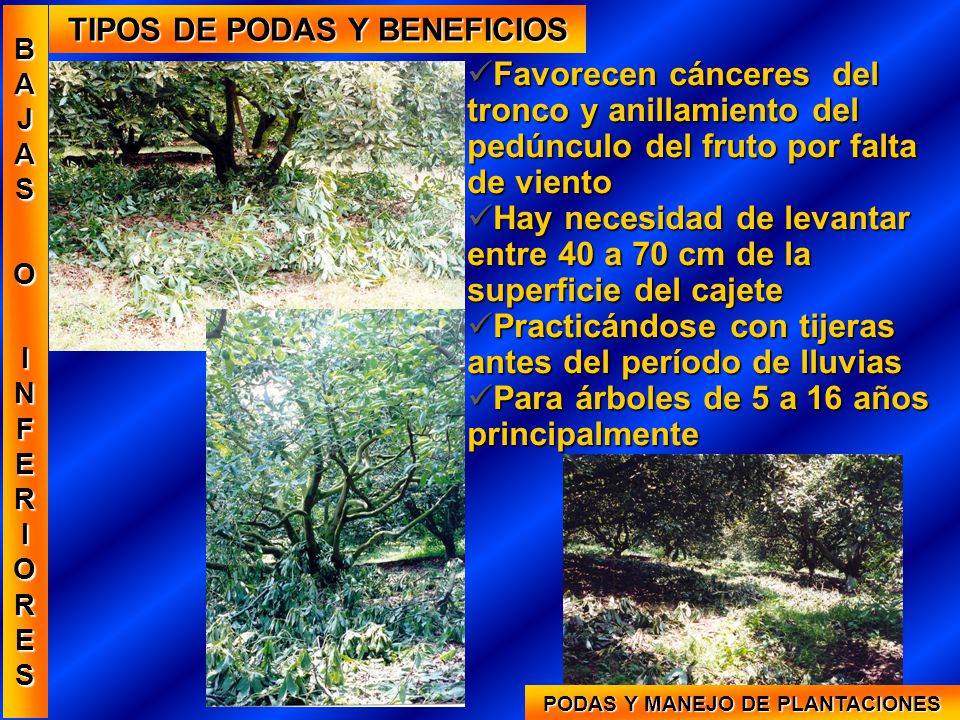 TIPOS DE PODAS Y BENEFICIOS PODAS Y MANEJO DE PLANTACIONES