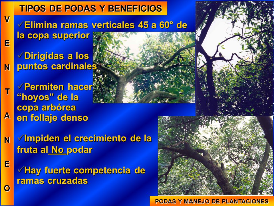TIPOS DE PODAS Y BENEFICIOS PODAS Y MANEJO DE PLANTACIONES