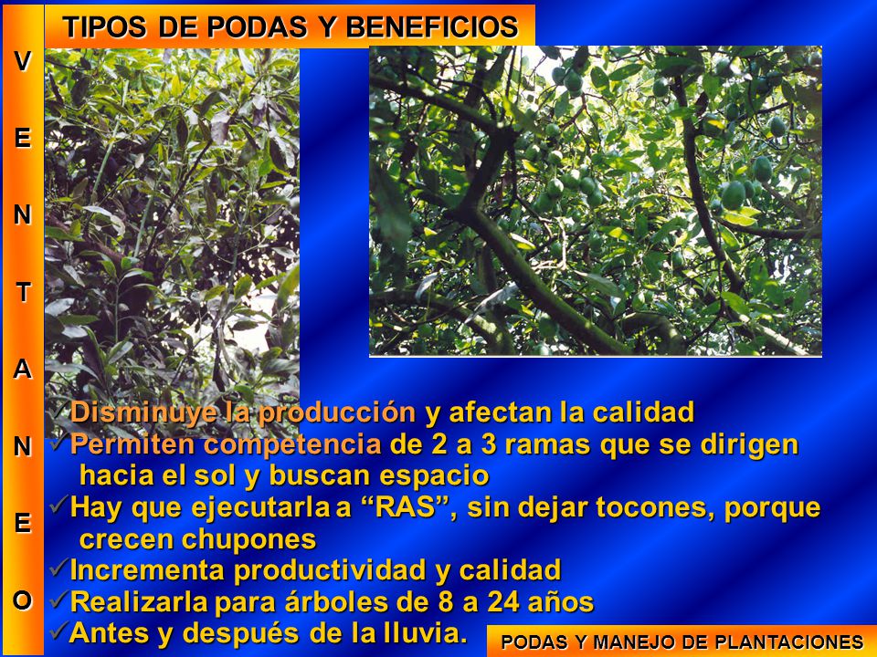 TIPOS DE PODAS Y BENEFICIOS PODAS Y MANEJO DE PLANTACIONES