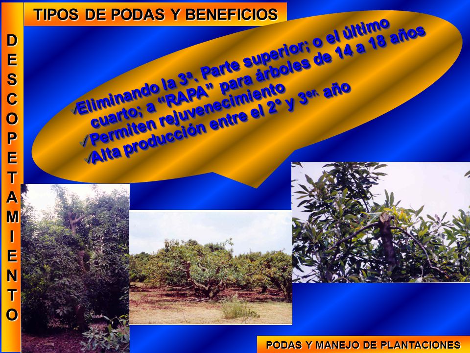 TIPOS DE PODAS Y BENEFICIOS PODAS Y MANEJO DE PLANTACIONES