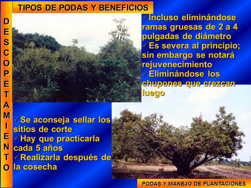 TIPOS DE PODAS Y BENEFICIOS PODAS Y MANEJO DE PLANTACIONES