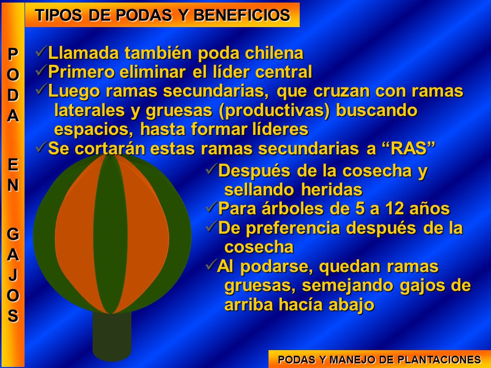 TIPOS DE PODAS Y BENEFICIOS PODAS Y MANEJO DE PLANTACIONES