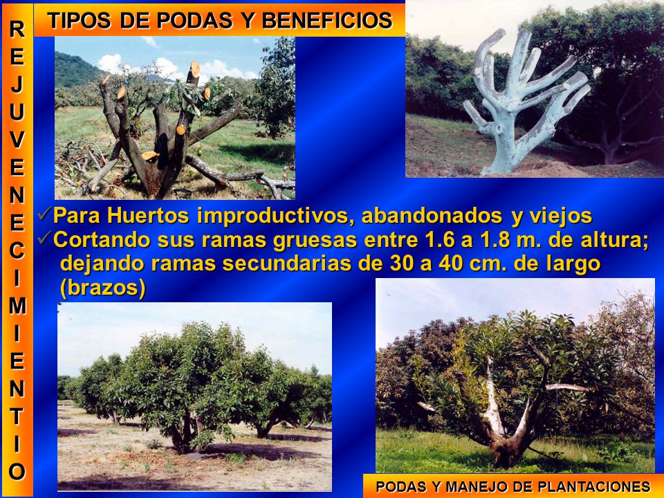 TIPOS DE PODAS Y BENEFICIOS PODAS Y MANEJO DE PLANTACIONES