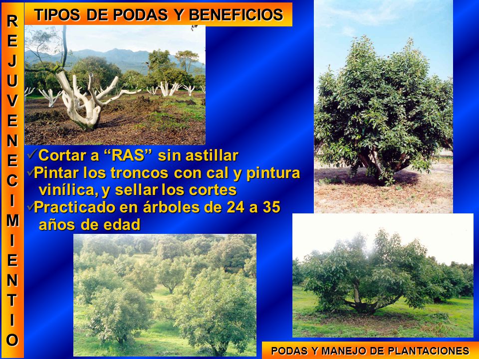 TIPOS DE PODAS Y BENEFICIOS PODAS Y MANEJO DE PLANTACIONES