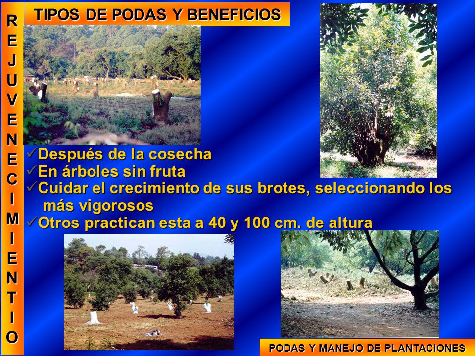 TIPOS DE PODAS Y BENEFICIOS PODAS Y MANEJO DE PLANTACIONES