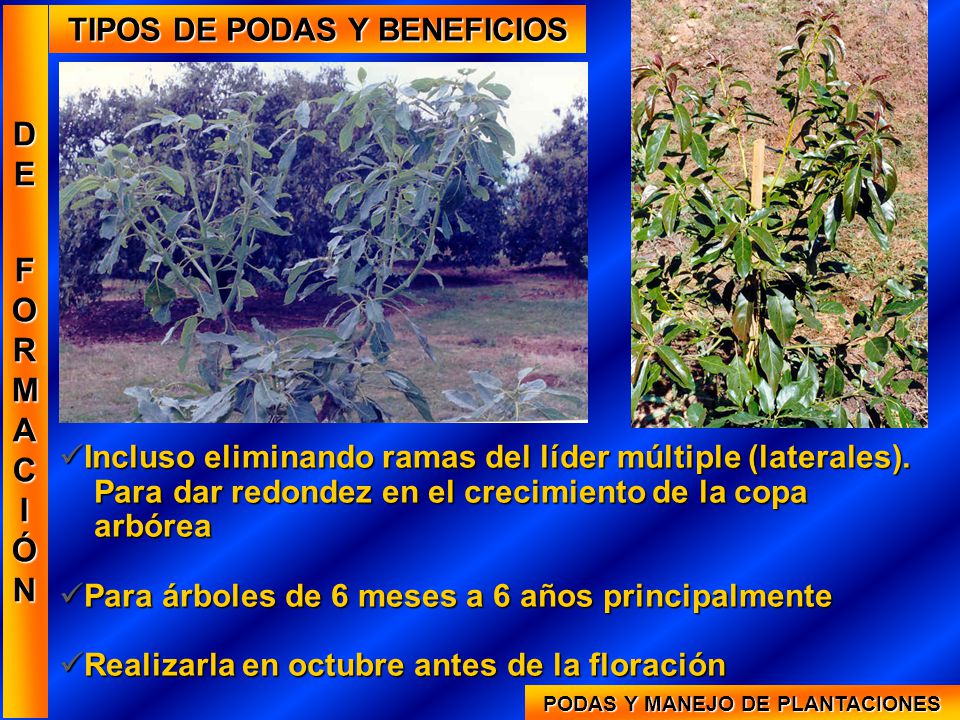 TIPOS DE PODAS Y BENEFICIOS PODAS Y MANEJO DE PLANTACIONES