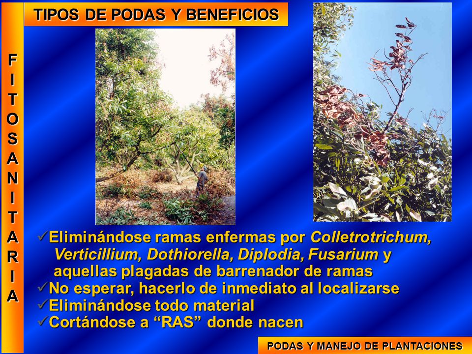 TIPOS DE PODAS Y BENEFICIOS PODAS Y MANEJO DE PLANTACIONES