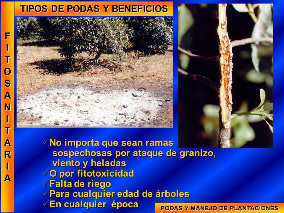 TIPOS DE PODAS Y BENEFICIOS PODAS Y MANEJO DE PLANTACIONES