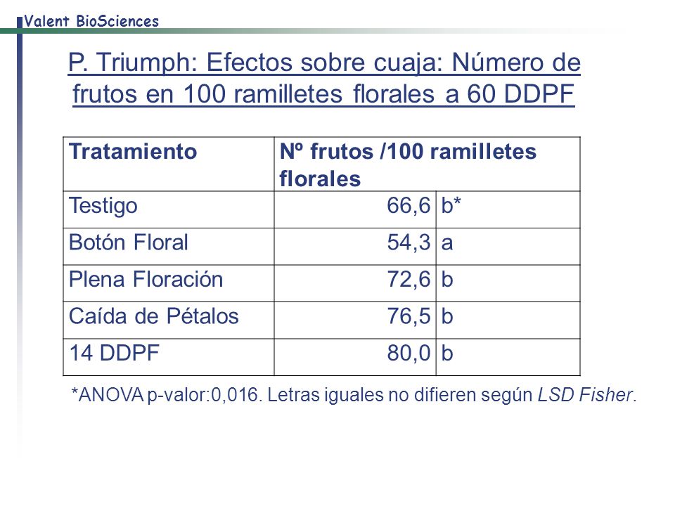 P. Triumph: Efectos sobre cuaja: Número de frutos en 100 ramilletes florales a 60 DDPF