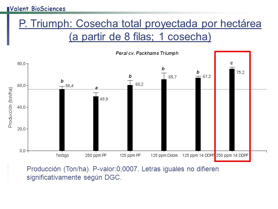 P. Triumph: Cosecha total proyectada por hectárea (a partir de 8 filas; 1 cosecha)