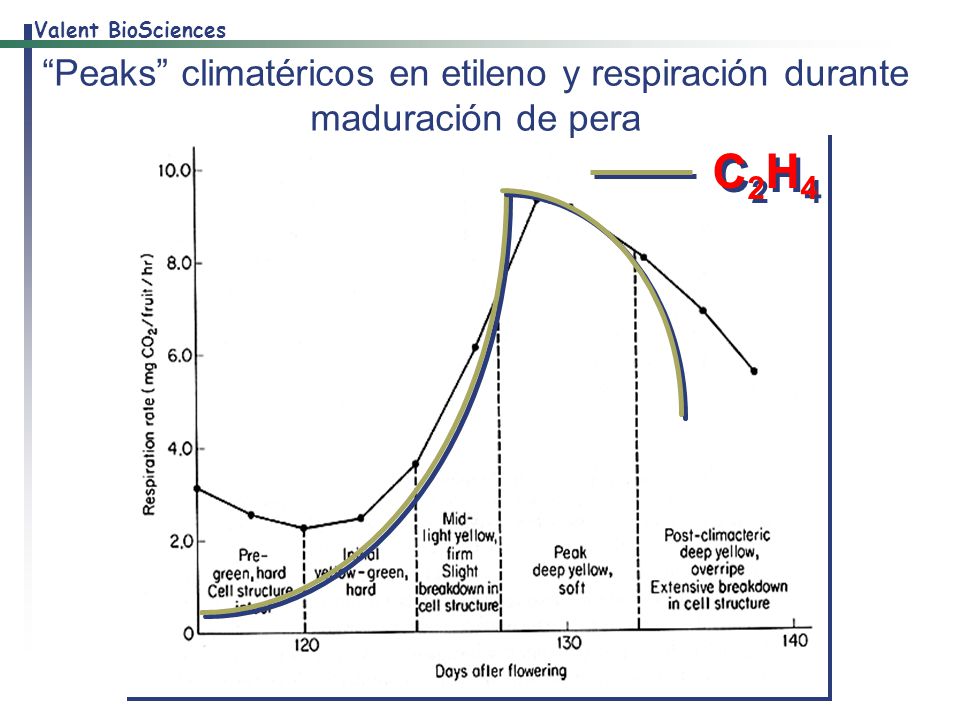 Peaks climatéricos en etileno y respiración durante maduración de pera