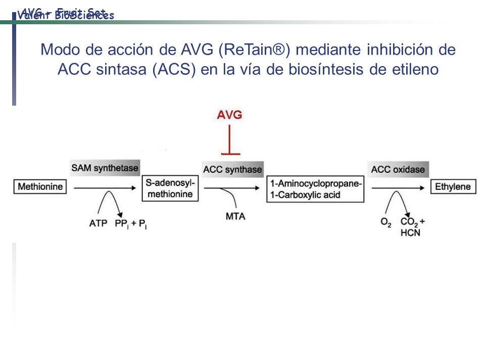 AVG – Fruit Set Modo de acción de AVG (ReTain®) mediante inhibición de ACC sintasa (ACS) en la vía de biosíntesis de etileno.