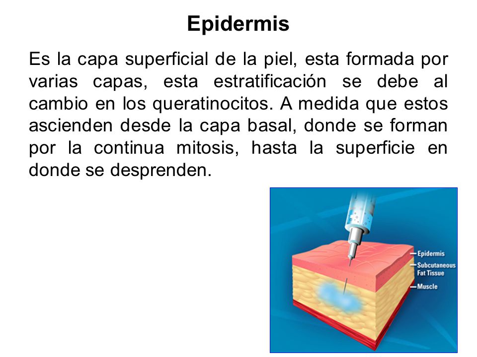 Epidermis