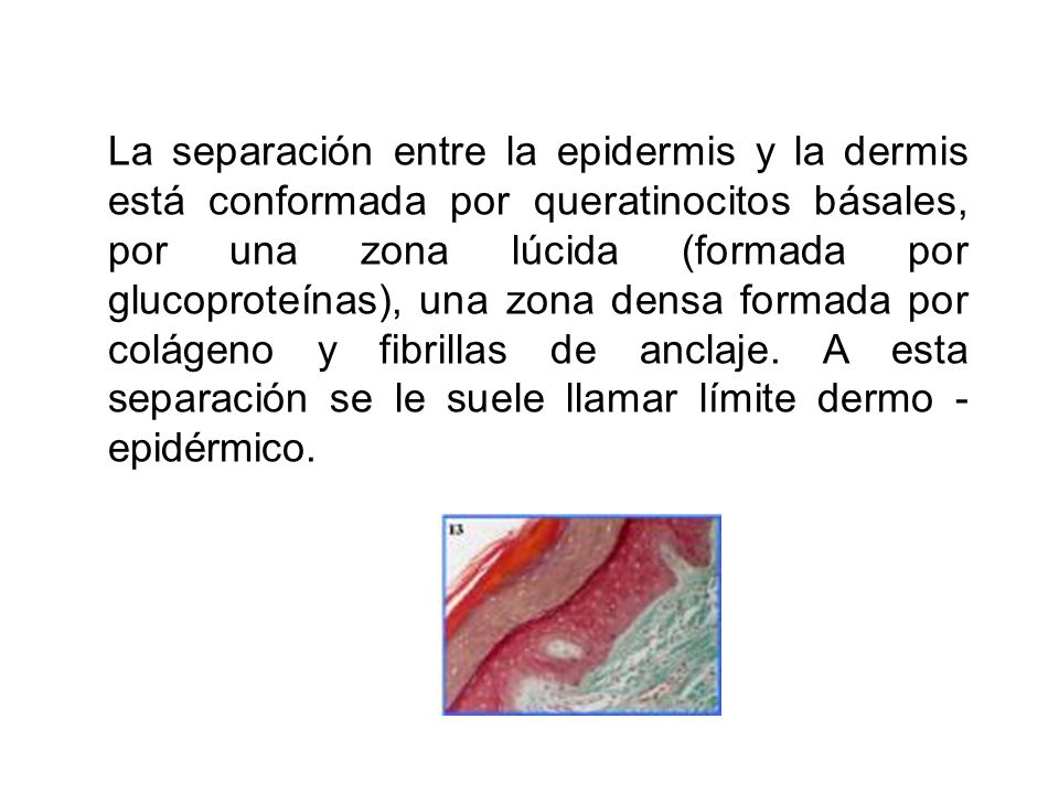 La separación entre la epidermis y la dermis está conformada por queratinocitos básales, por una zona lúcida (formada por glucoproteínas), una zona densa formada por colágeno y fibrillas de anclaje.