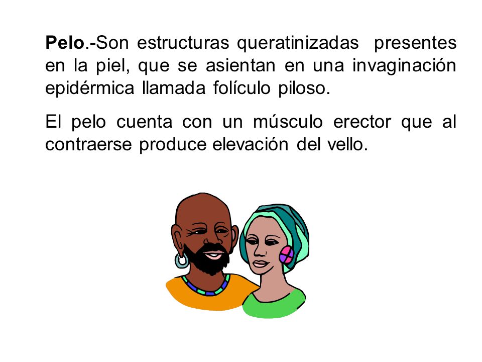 Pelo.-Son estructuras queratinizadas presentes en la piel, que se asientan en una invaginación epidérmica llamada folículo piloso.