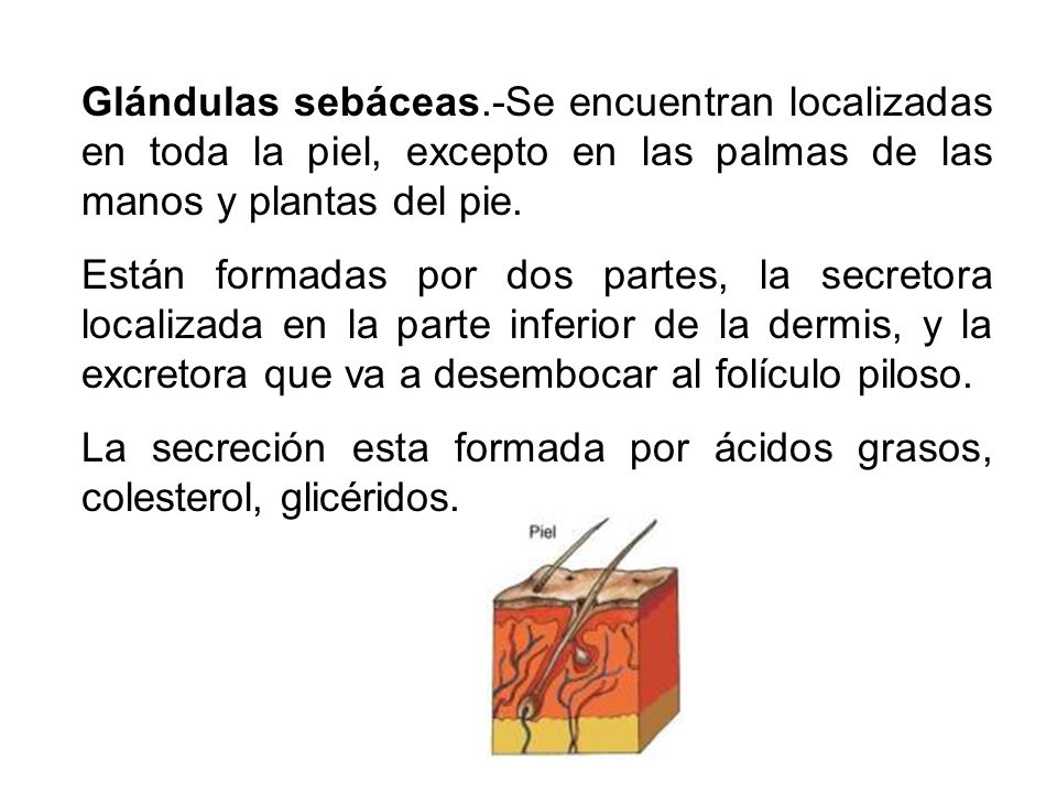 Glándulas sebáceas.-Se encuentran localizadas en toda la piel, excepto en las palmas de las manos y plantas del pie.