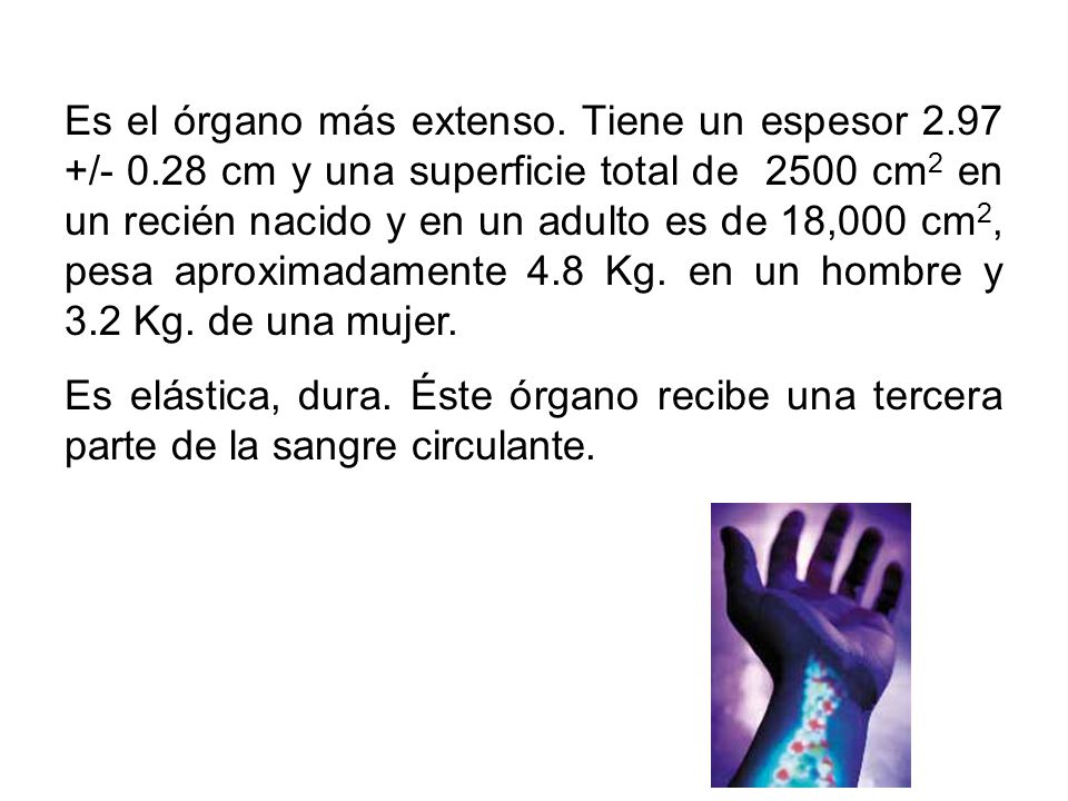 Es el órgano más extenso. Tiene un espesor /- 0