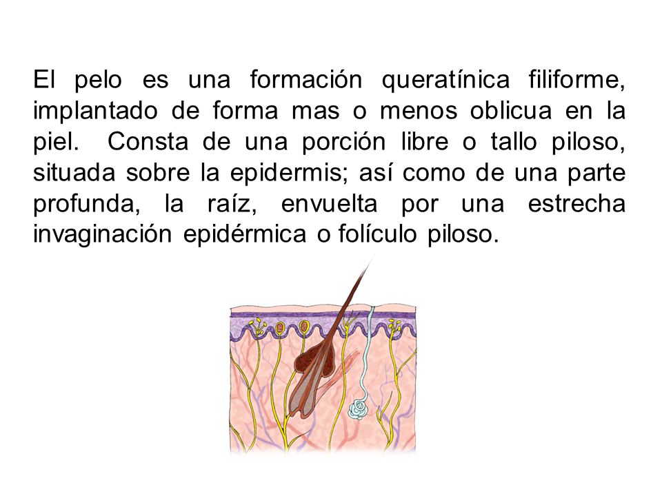 El pelo es una formación queratínica filiforme, implantado de forma mas o menos oblicua en la piel.