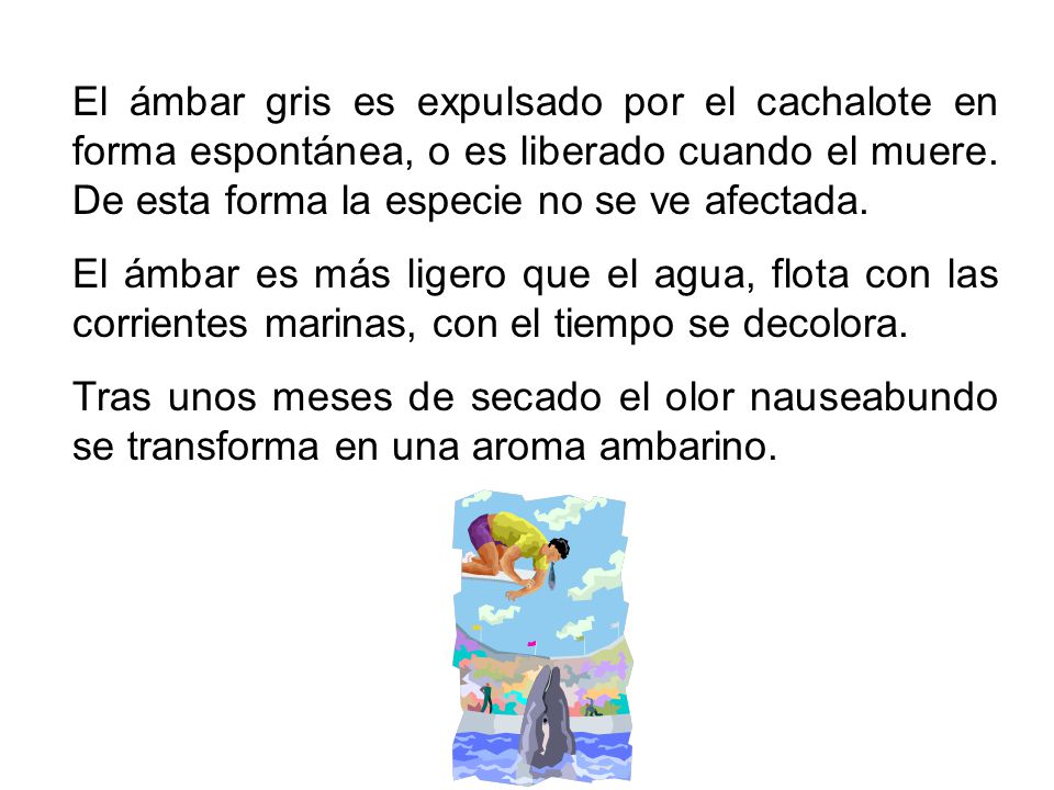 El ámbar gris es expulsado por el cachalote en forma espontánea, o es liberado cuando el muere. De esta forma la especie no se ve afectada.