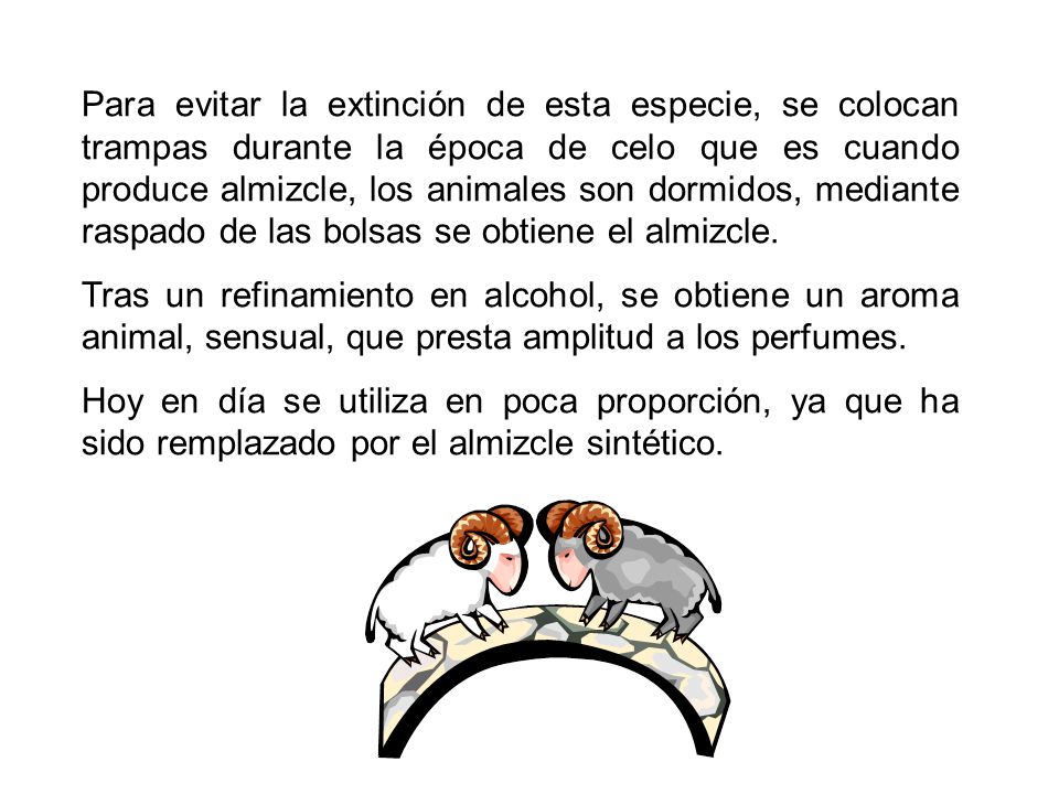 Para evitar la extinción de esta especie, se colocan trampas durante la época de celo que es cuando produce almizcle, los animales son dormidos, mediante raspado de las bolsas se obtiene el almizcle.