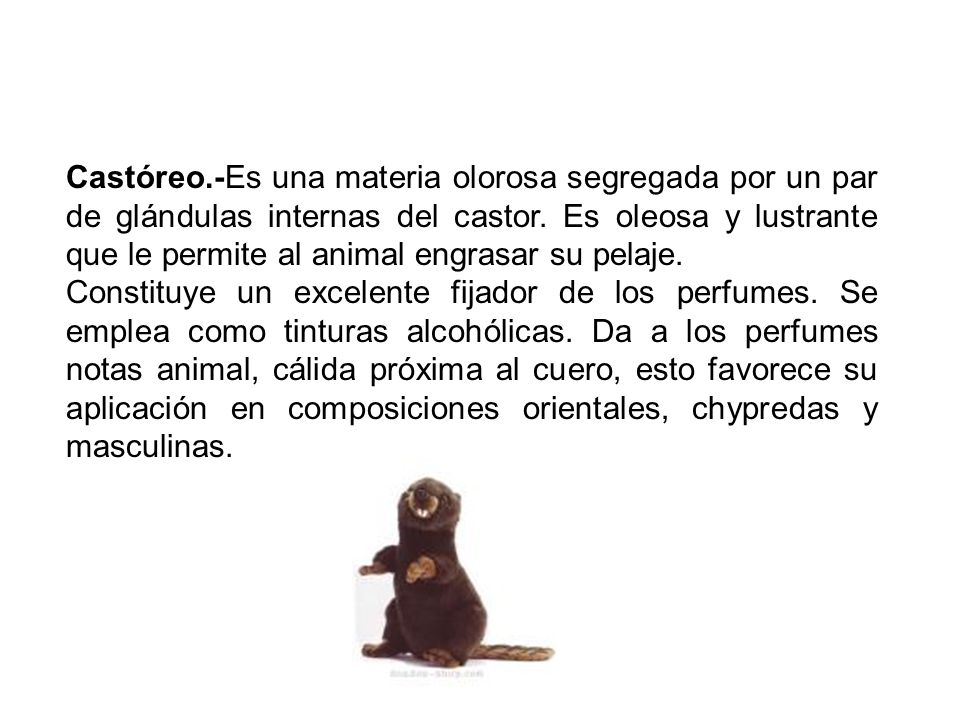 Castóreo.-Es una materia olorosa segregada por un par de glándulas internas del castor. Es oleosa y lustrante que le permite al animal engrasar su pelaje.