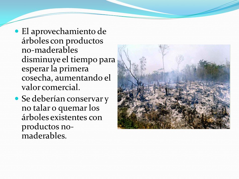 El aprovechamiento de árboles con productos no-maderables disminuye el tiempo para esperar la primera cosecha, aumentando el valor comercial.