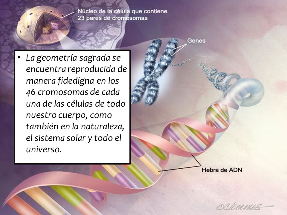 La geometría sagrada se encuentra reproducida de manera fidedigna en los 46 cromosomas de cada una de las células de todo nuestro cuerpo, como también en la naturaleza, el sistema solar y todo el universo.