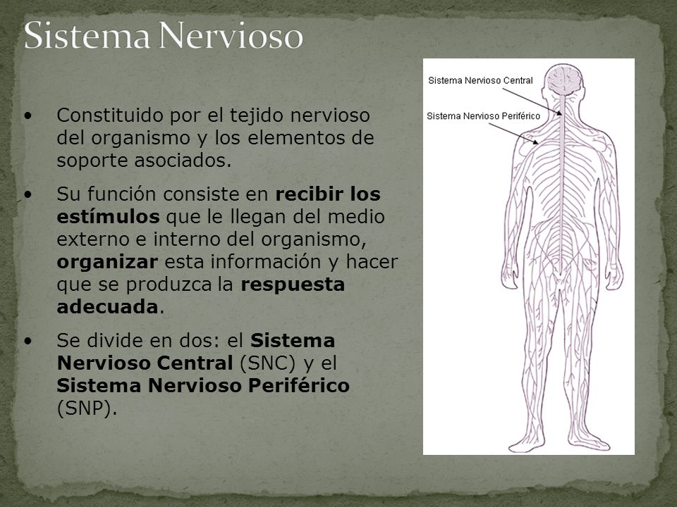 Sistema Nervioso Constituido por el tejido nervioso del organismo y los elementos de soporte asociados.