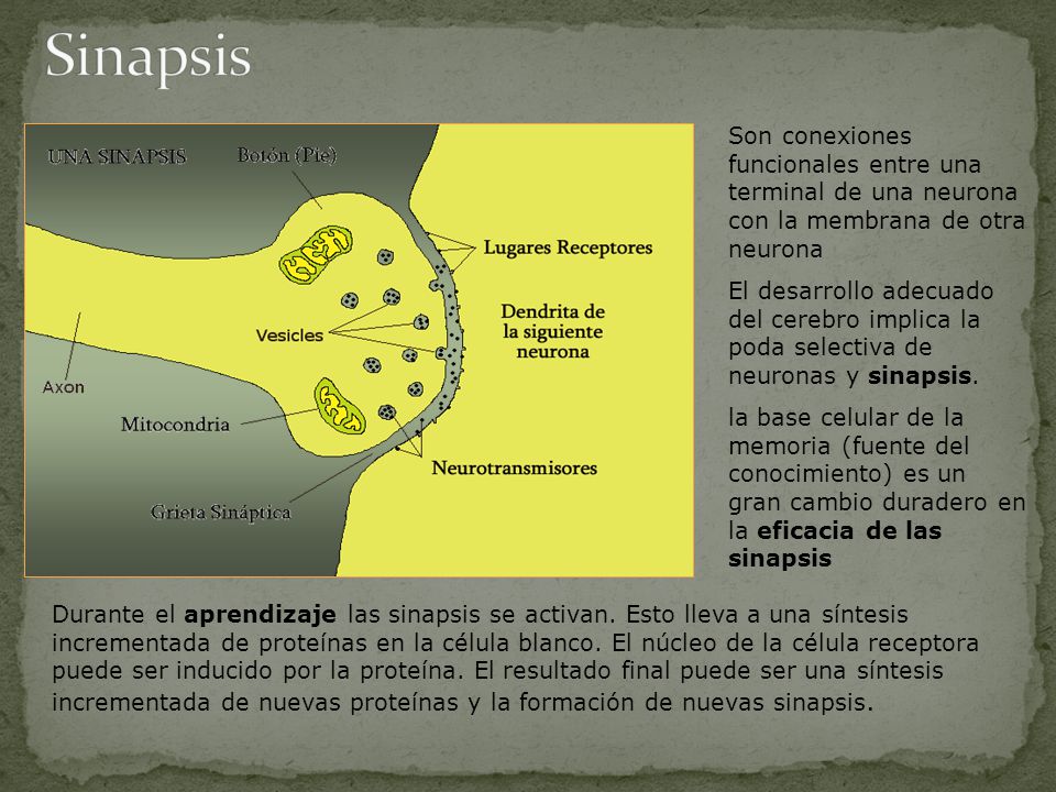 Sinapsis Son conexiones funcionales entre una terminal de una neurona con la membrana de otra neurona.