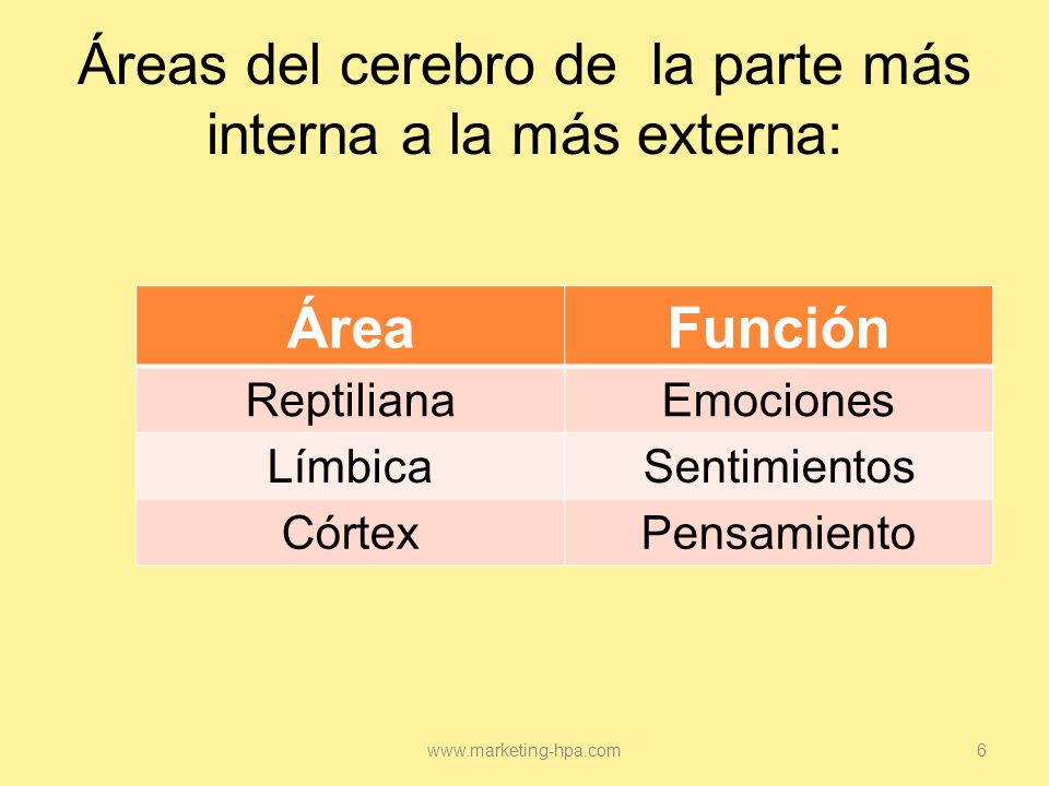 Áreas del cerebro de la parte más interna a la más externa: