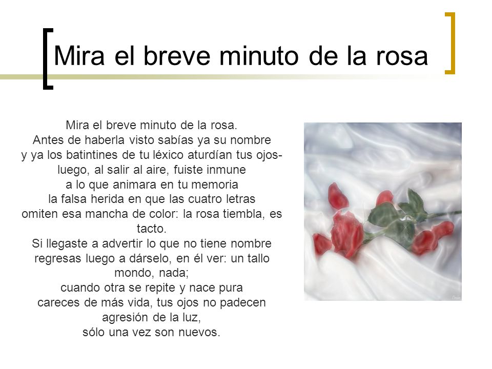 Mira el breve minuto de la rosa