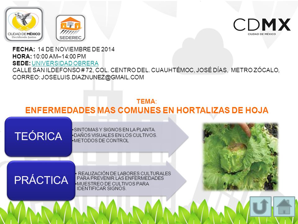ENFERMEDADES MAS COMUNES EN HORTALIZAS DE HOJA