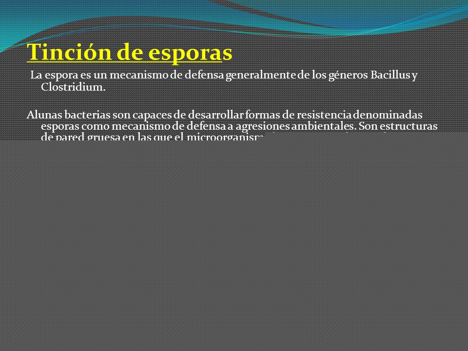 Tinción de esporas La espora es un mecanismo de defensa generalmente de los géneros Bacillus y Clostridium.