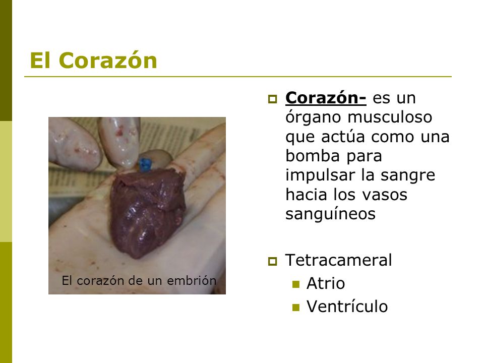 El Corazón Corazón- es un órgano musculoso que actúa como una bomba para impulsar la sangre hacia los vasos sanguíneos.