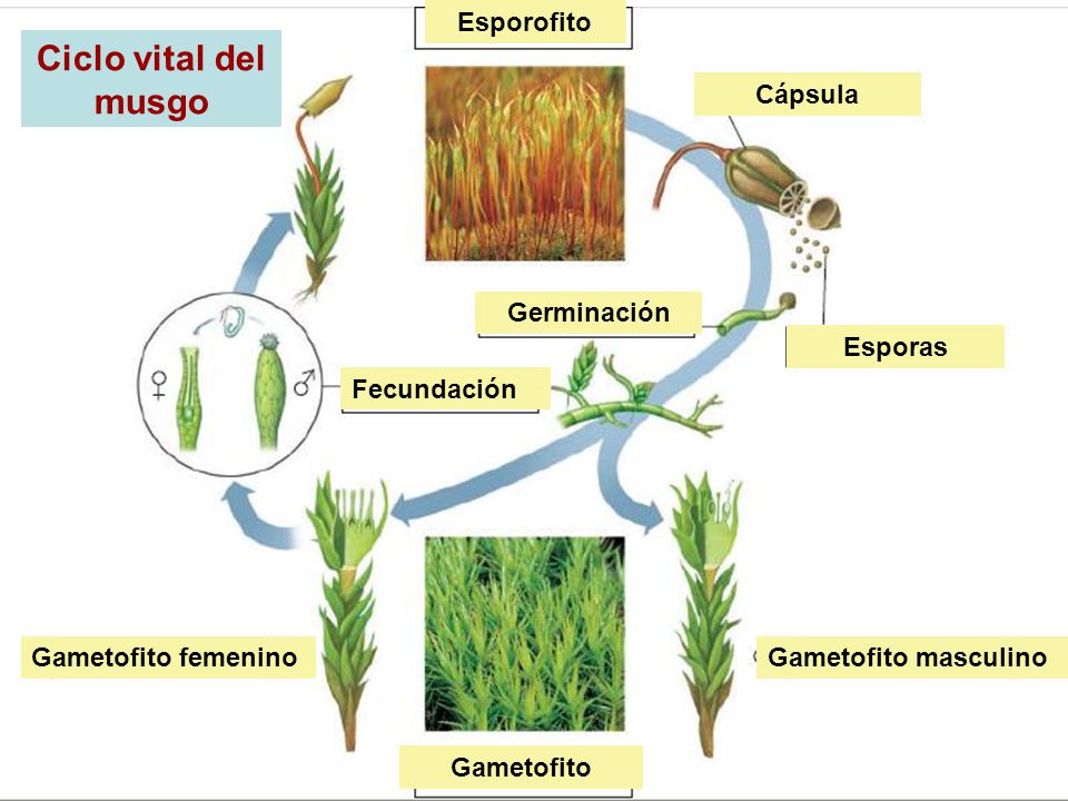Ciclo vital del musgo Esporofito Cápsula Germinación Esporas