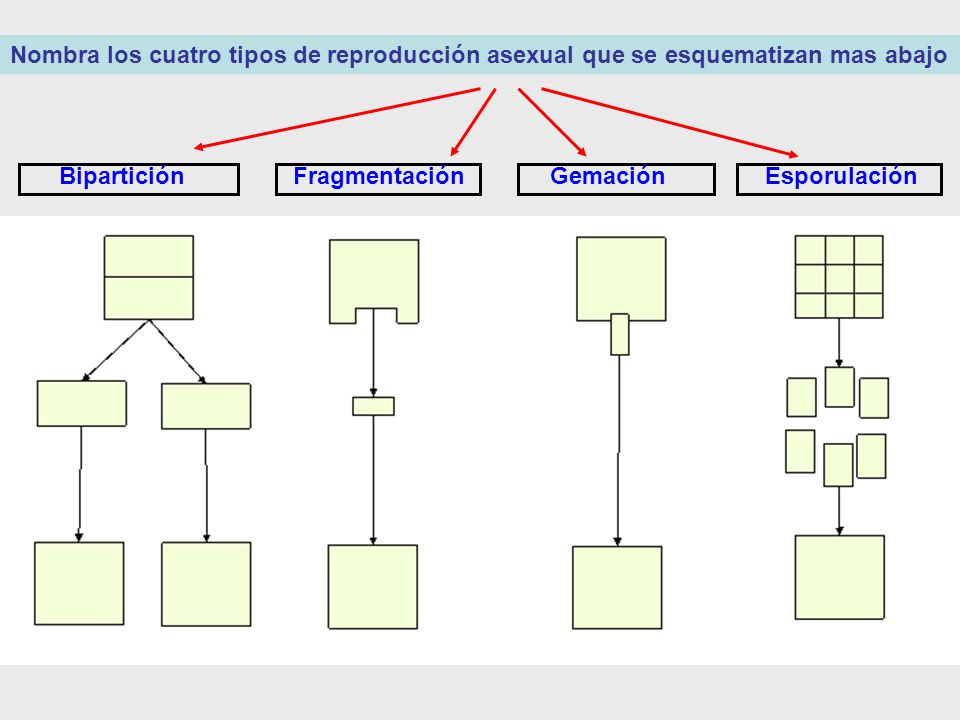 Nombra los cuatro tipos de reproducción asexual que se esquematizan mas abajo