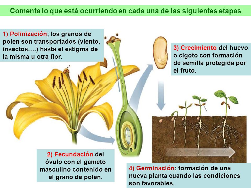 Comenta lo que está ocurriendo en cada una de las siguientes etapas
