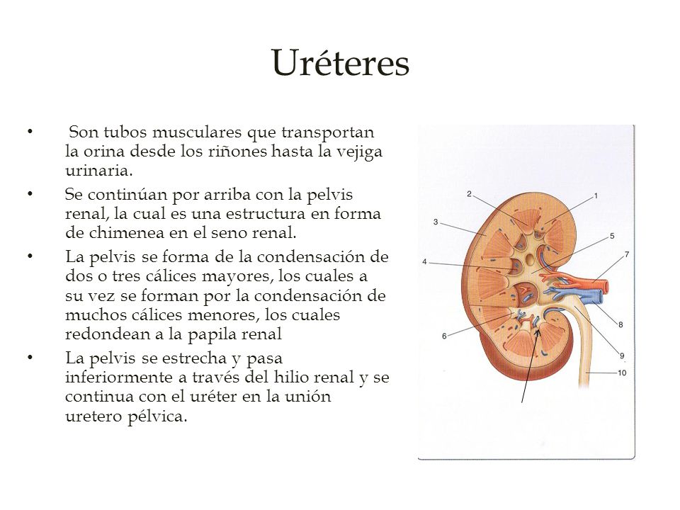 Uréteres Son tubos musculares que transportan la orina desde los riñones hasta la vejiga urinaria.