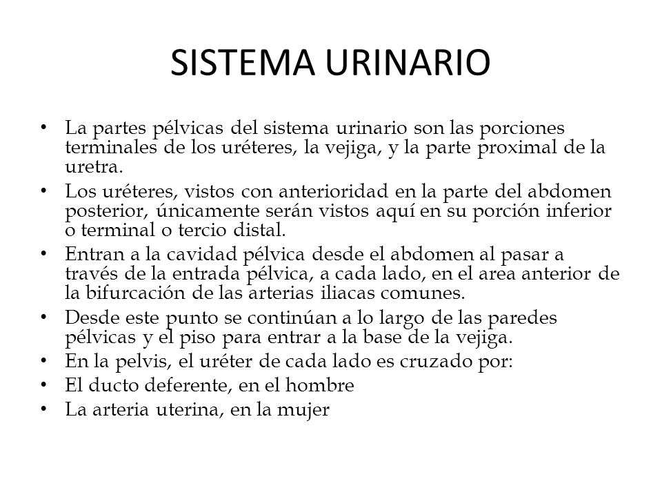 SISTEMA URINARIO La partes pélvicas del sistema urinario son las porciones terminales de los uréteres, la vejiga, y la parte proximal de la uretra.