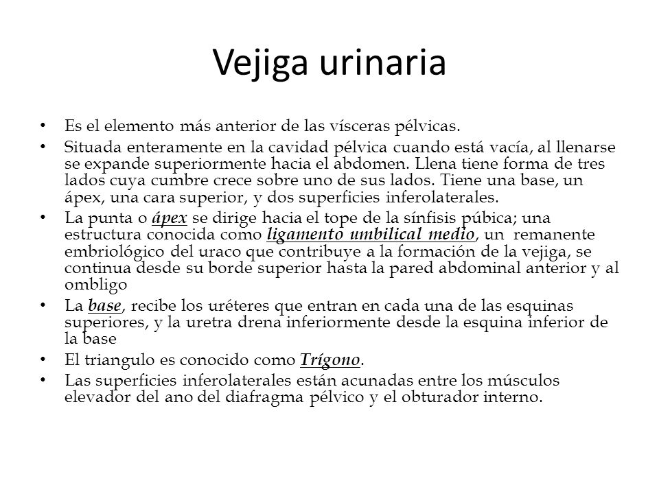 Vejiga urinaria Es el elemento más anterior de las vísceras pélvicas.