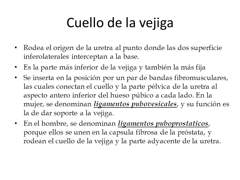 Cuello de la vejiga Rodea el origen de la uretra al punto donde las dos superficie inferolaterales interceptan a la base.