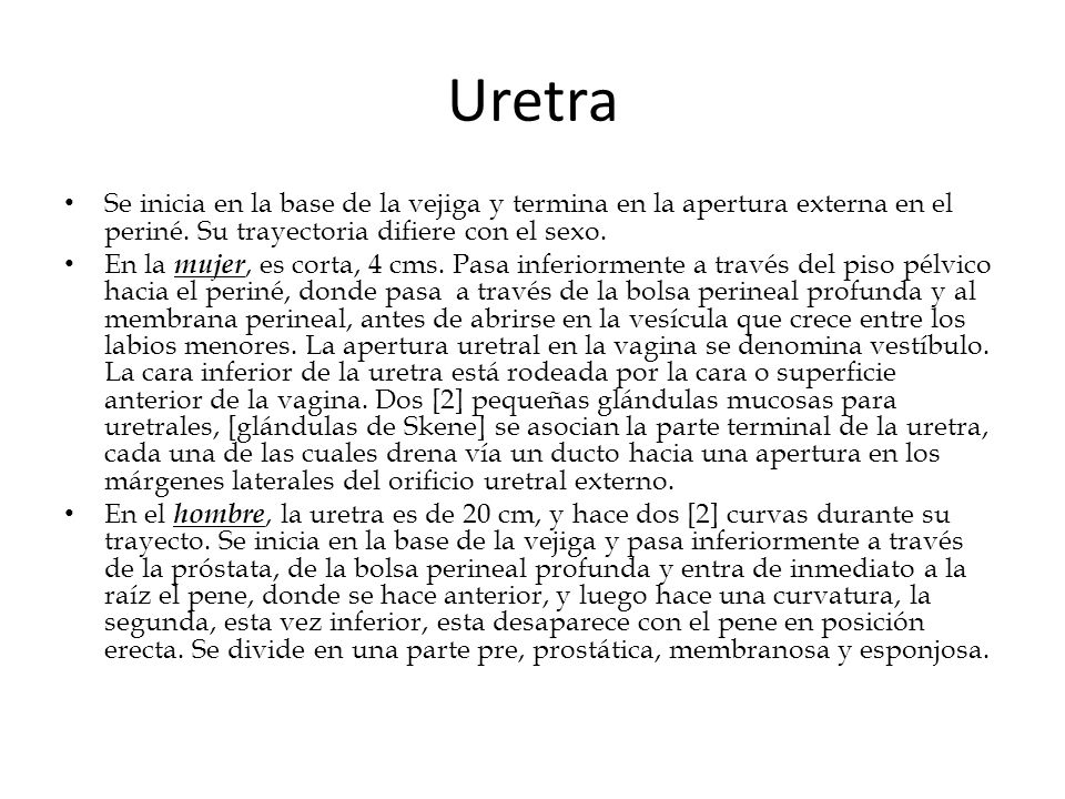 Uretra Se inicia en la base de la vejiga y termina en la apertura externa en el periné. Su trayectoria difiere con el sexo.